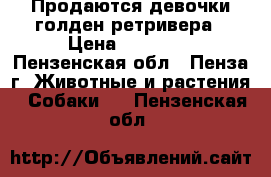 Продаются девочки голден ретривера › Цена ­ 25 000 - Пензенская обл., Пенза г. Животные и растения » Собаки   . Пензенская обл.